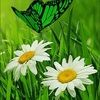 mamasdaisies mamasdaisies